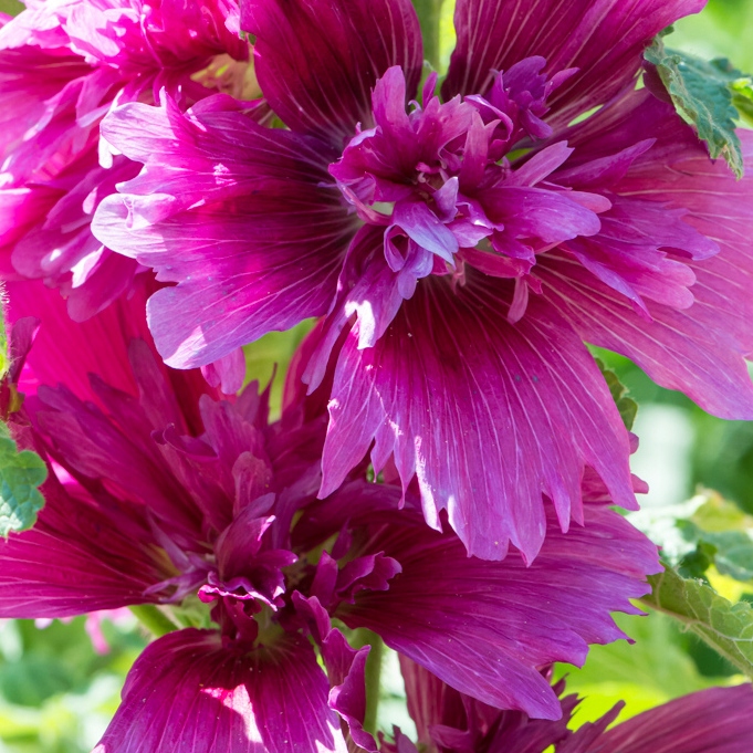 Malwa Purple - duża sadzonka