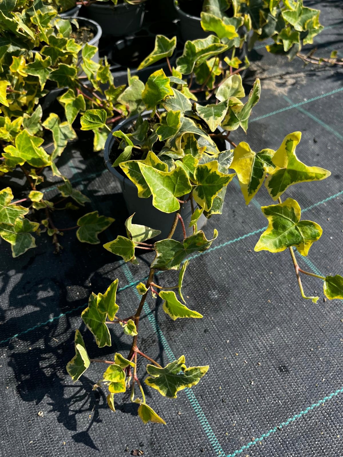 Bluszcz Yellow Wonder Hedera helix - sadzonka - obrazek 2