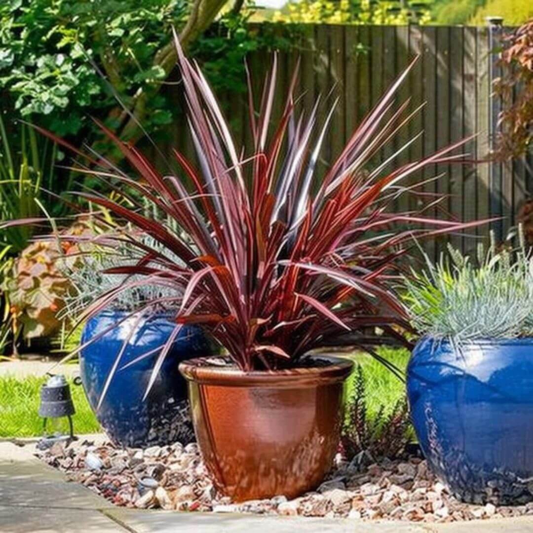 Kordylina australijska 'Red Star' Cordyline - sadzonka