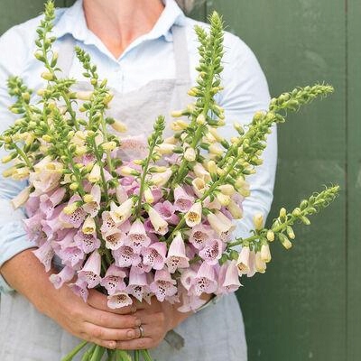 Naparstnica Digitalis purpurea Camelot LAVENDER - duża sadzonka - obrazek 6
