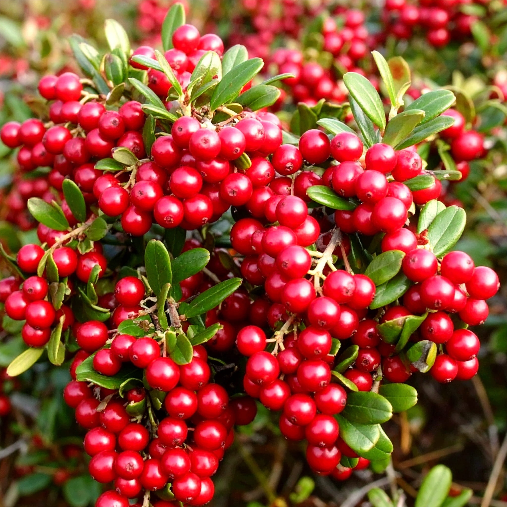 Żurawina wielkoowocowa Vaccinium macrocarpon - sadzonka - obrazek 3