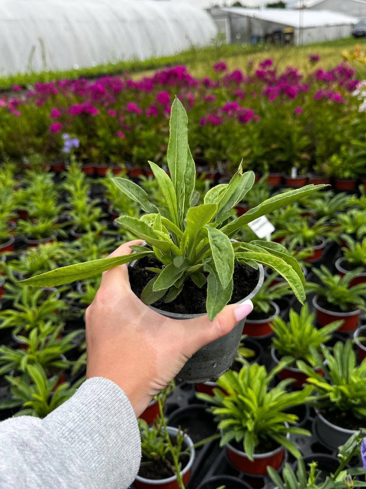 Dzwonek brzoskwiniolistny Campanula persicifolia MIX - sadzonka - obrazek 6
