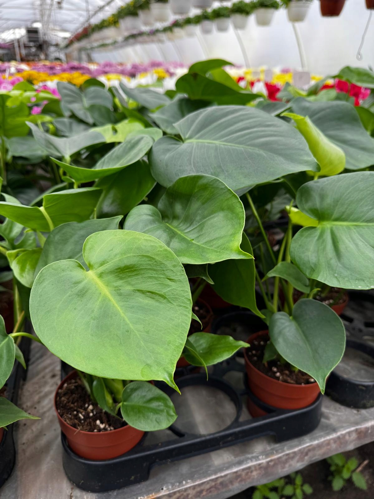 Monstera Deliciosa Monstera Dziurawa - roślina domowa - sadzonka - obrazek 6