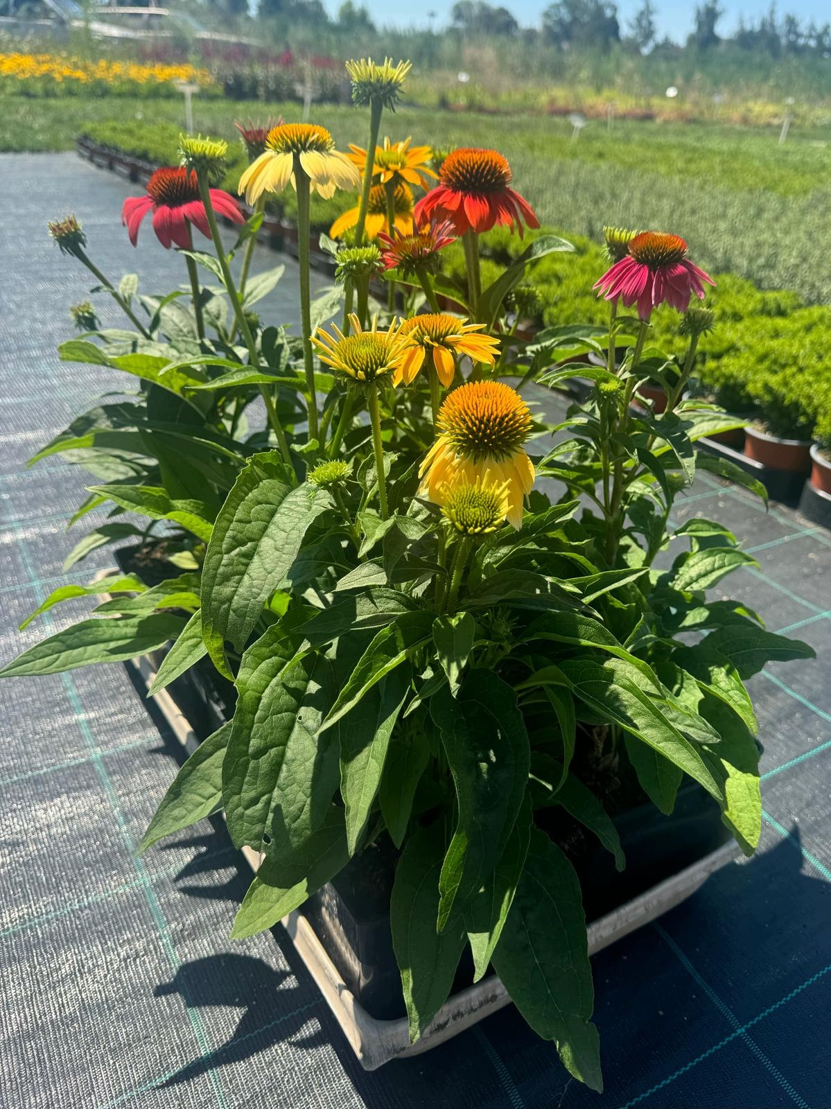Jeżówka Echinacea SPIRIT MIX - sadzonka w doniczce