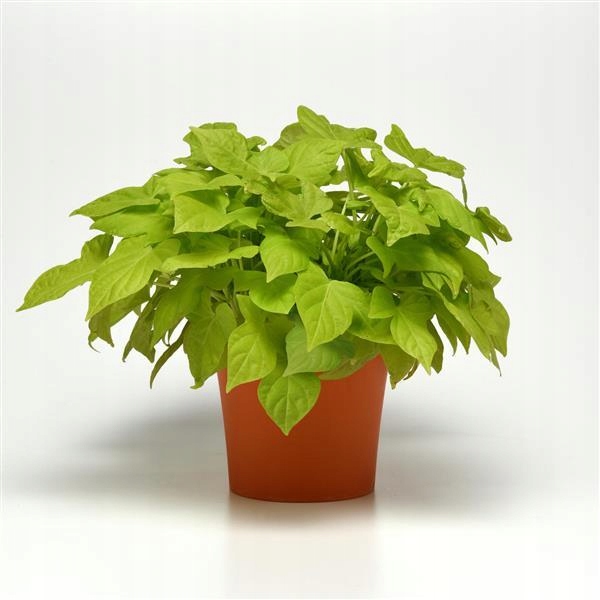 Ipomea Wilec LIME Solar Power - sadzonka w doniczce - obrazek 2
