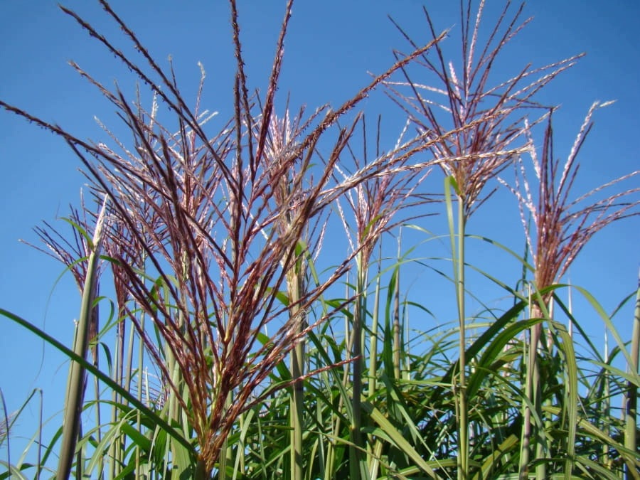 Trawa- Miscanthus DAVID - obrazek 8