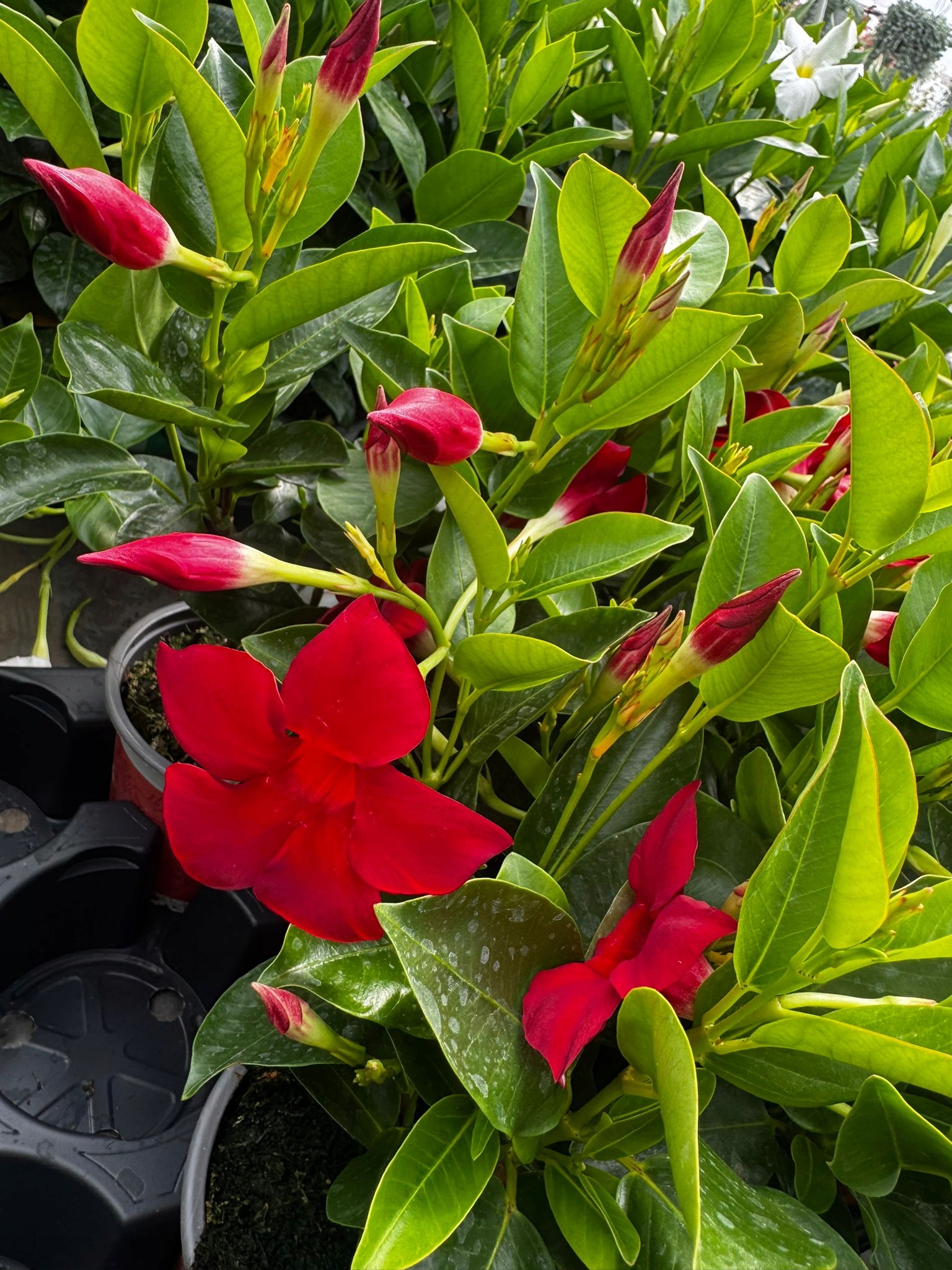 Sundavilla Mandevilla Dipladenia Classic RED - sadzonka - obrazek 3
