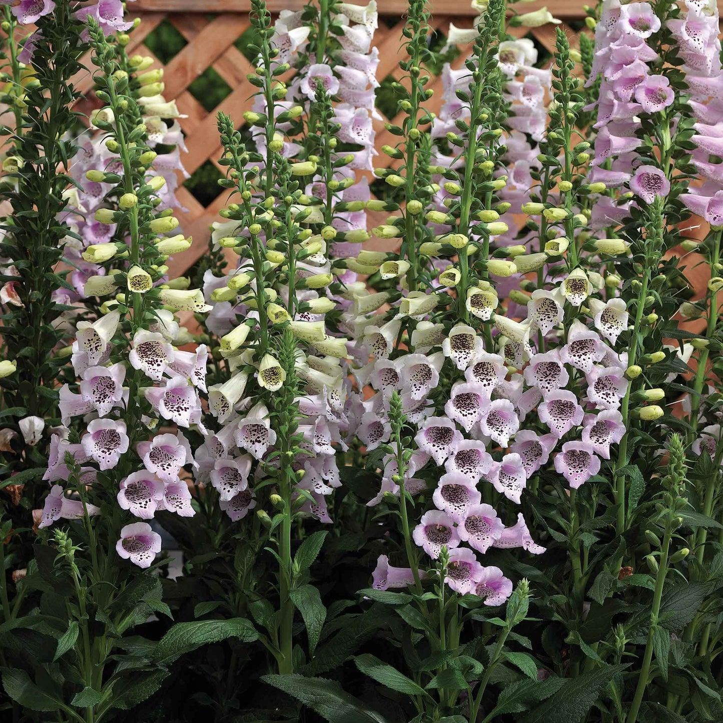 Naparstnica Digitalis purpurea Camelot LAVENDER - duża sadzonka - obrazek 4