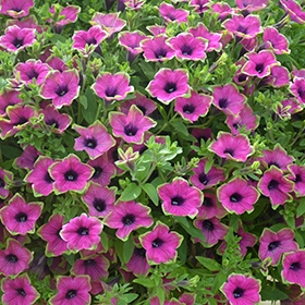 Surfinia Petunia PURPLE GREEN EDGE - sadzonka - obrazek 6