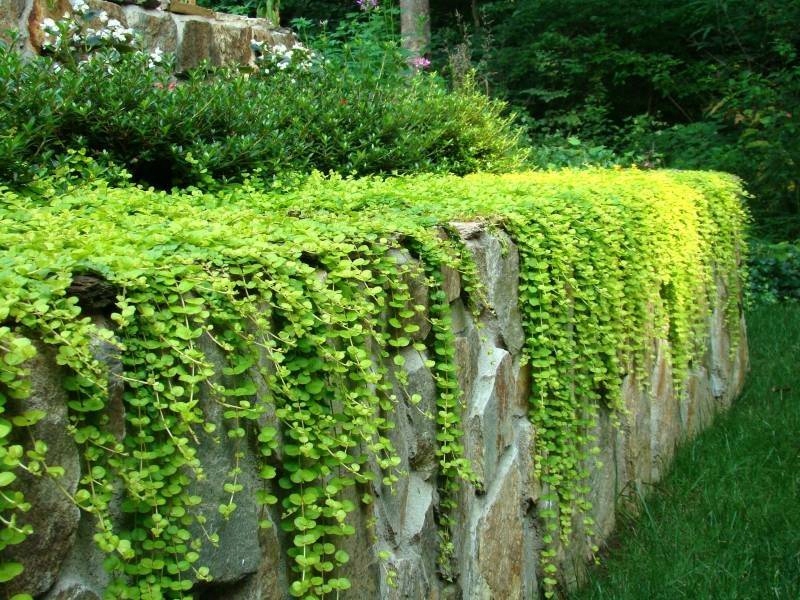 Tojeść Zielona Lysimachia nummularia - mrozoodporna - wieloletnia bylina - obrazek 5