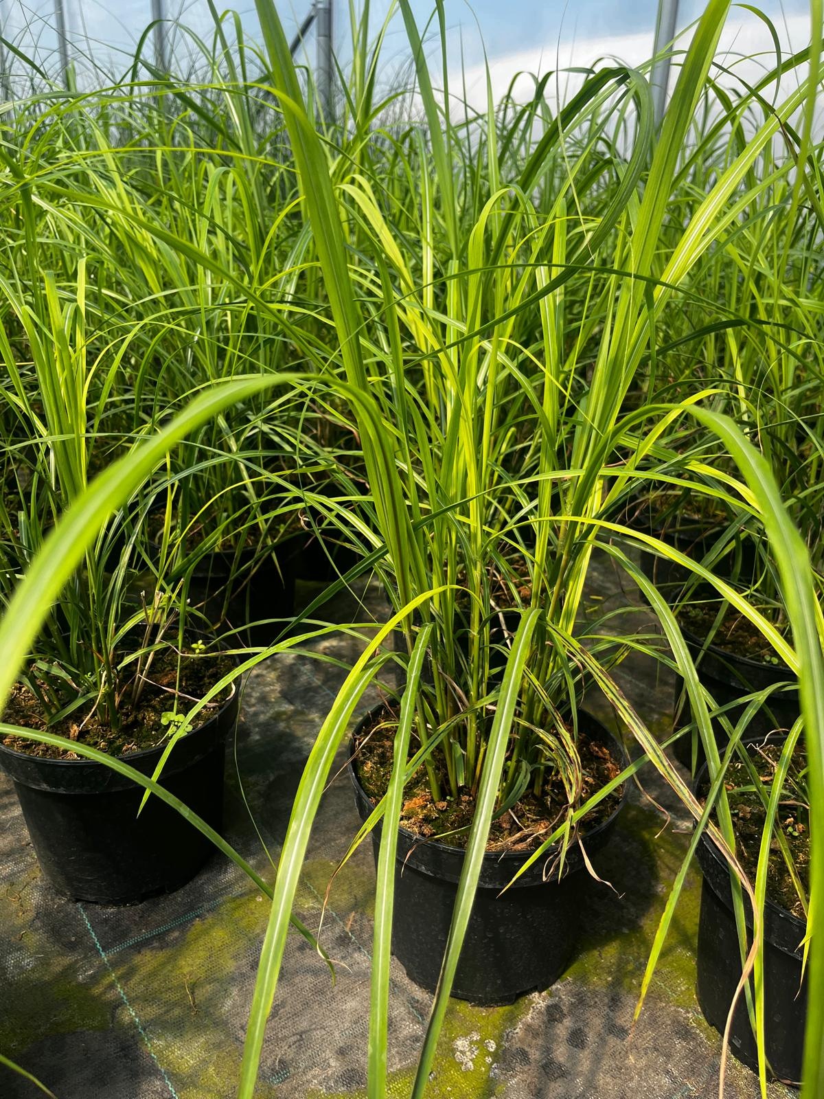 Trawa- Miscanthus DAVID - obrazek 3