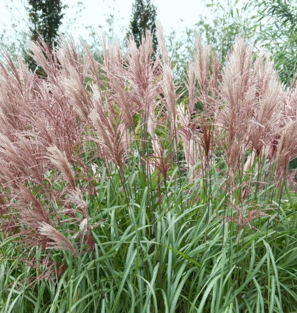 Trawa- Miscanthus DAVID - obrazek 6