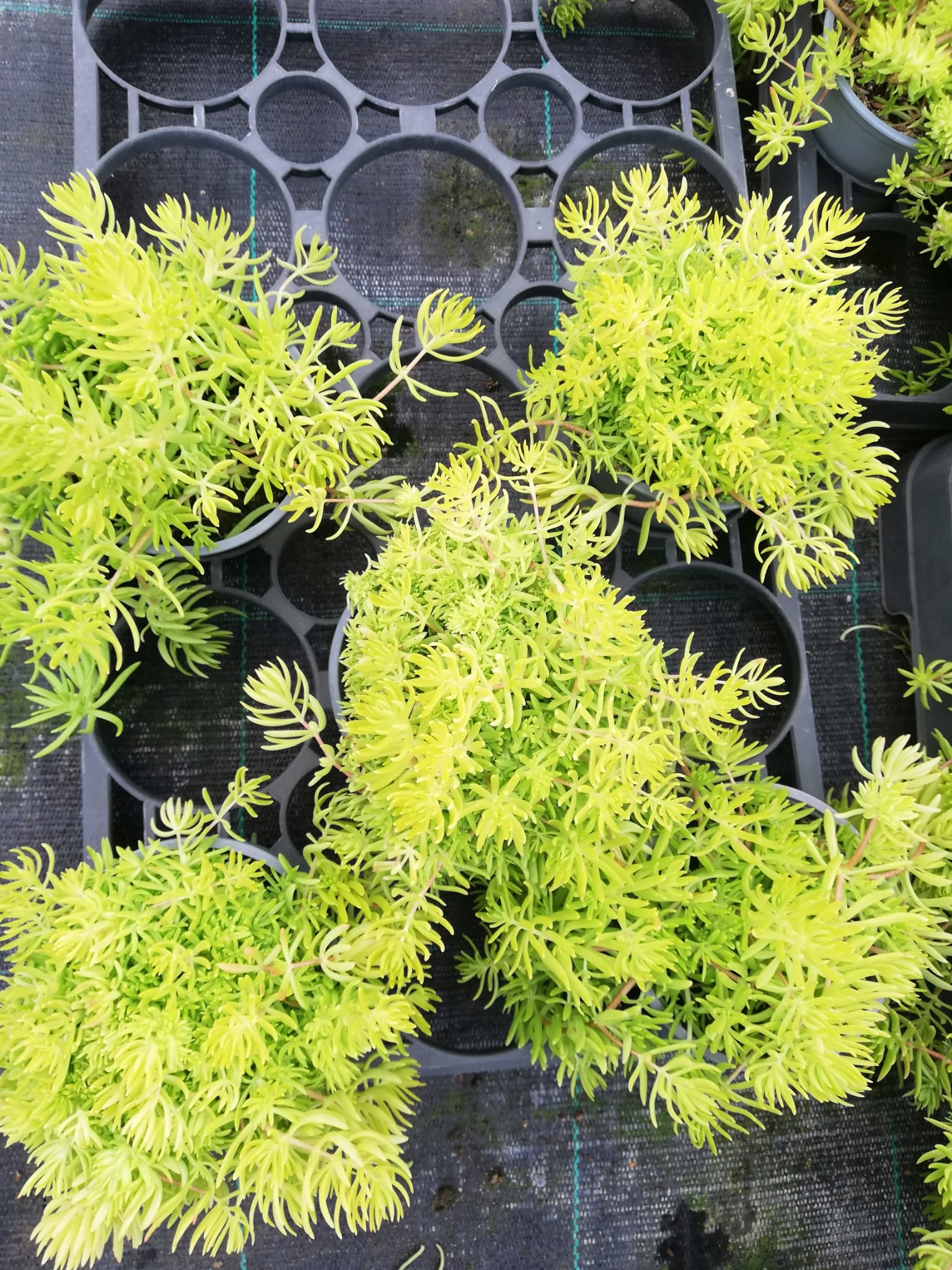 Sedum Rozchodnik Lemon Ball - sadzonka w doniczce - obrazek 7