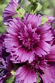 Malwa Purple - duża sadzonka - obrazek 3