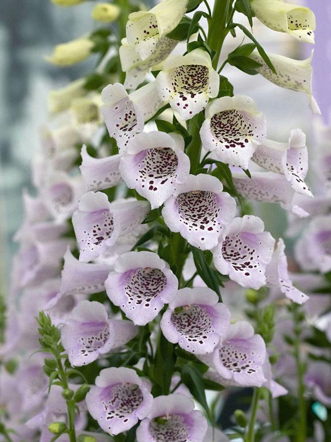 Naparstnica Digitalis purpurea Camelot LAVENDER - duża sadzonka - obrazek 2