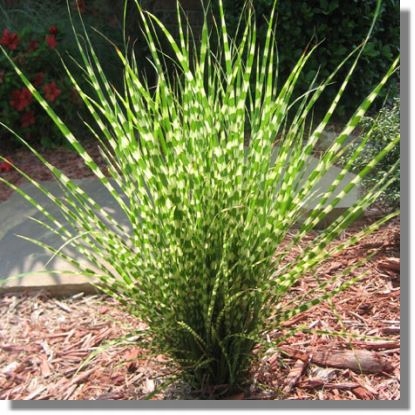 Miskant Chiński Gold Bar Miscanthus sinensis -sadzonka - obrazek 2