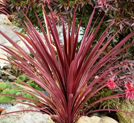 Kordylina australijska 'Red Star' Cordyline - sadzonka - obrazek 5