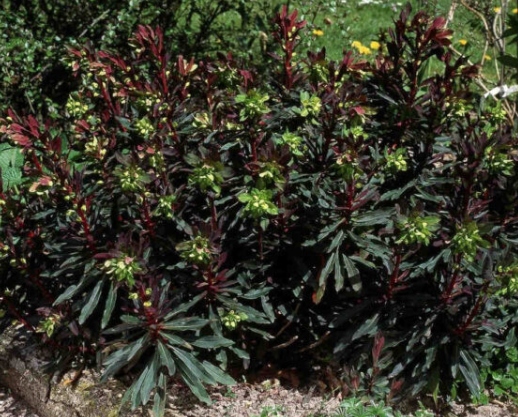 WILCZOMLECZ MIGDAŁOLISTNY PURPUREA - sadzonka w doniczce - obrazek 4