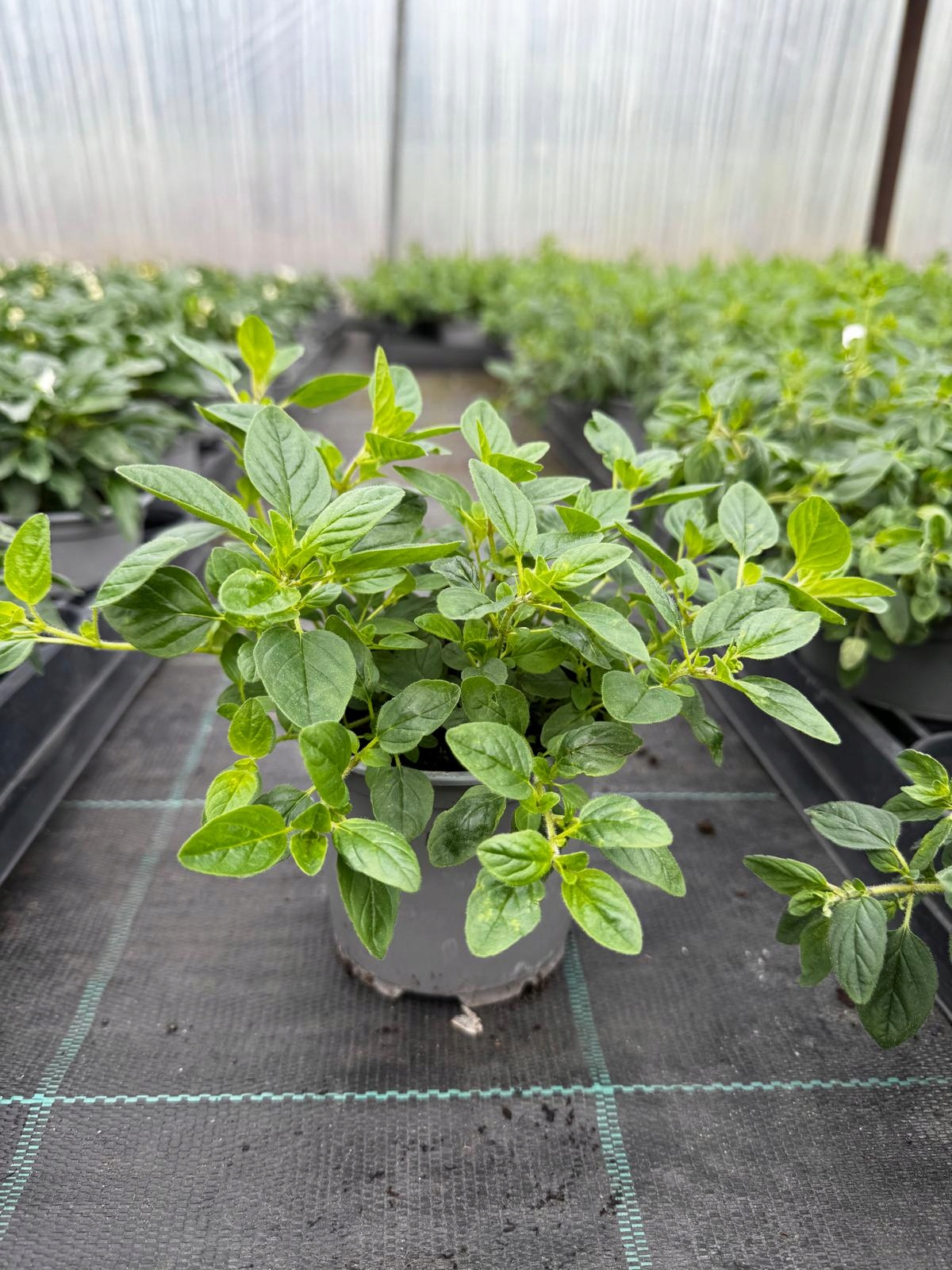 Oregano - aromatyczne zioło do kuchni i ogrodu - sadzonka - obrazek 4