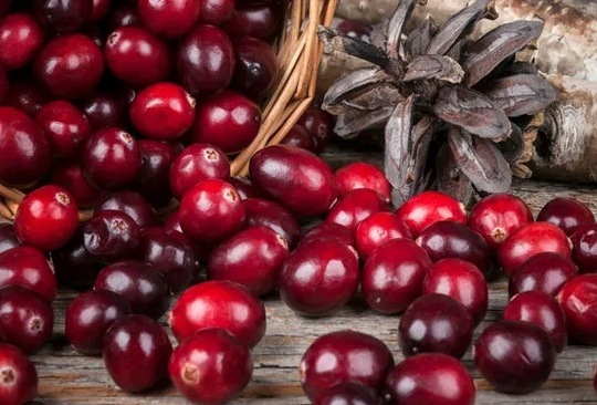 Żurawina wielkoowocowa Vaccinium macrocarpon - sadzonka - obrazek 4