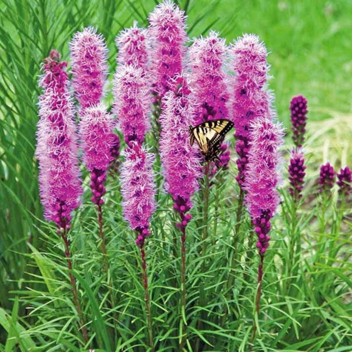 Liatra kłosowa 'Lilac-Pink'-Bylina ozdobna WIELOLETNIA - sadzonka - obrazek 2
