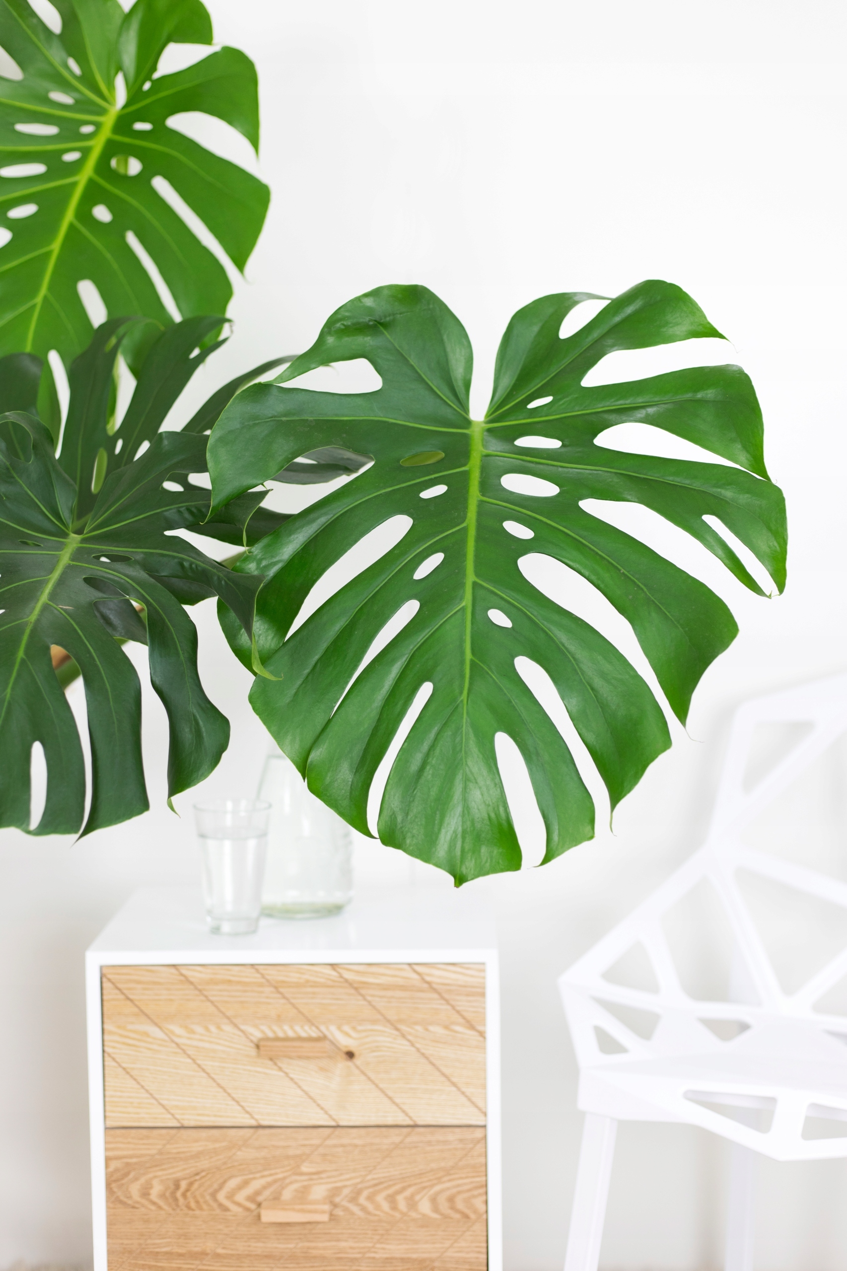Monstera Deliciosa Monstera Dziurawa - roślina domowa - sadzonka - obrazek 10