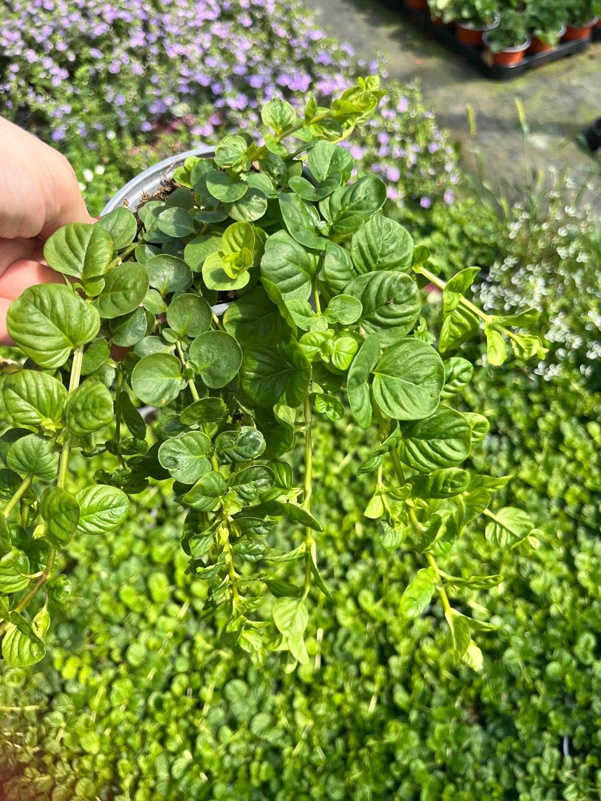 Tojeść Zielona Lysimachia nummularia - mrozoodporna - wieloletnia bylina - obrazek 4