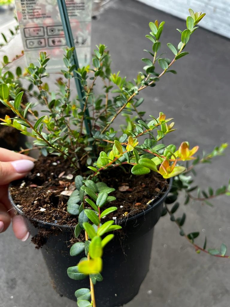 Żurawina wielkoowocowa Vaccinium macrocarpon - sadzonka - obrazek 6