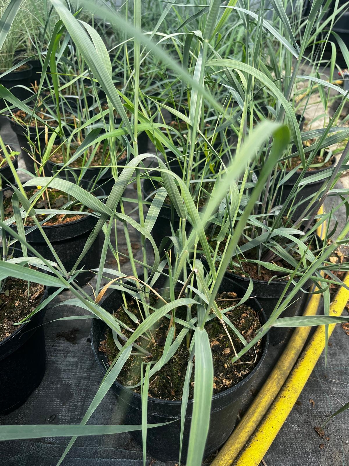 Trawa -Panicum HEAVY METAL - obrazek 2