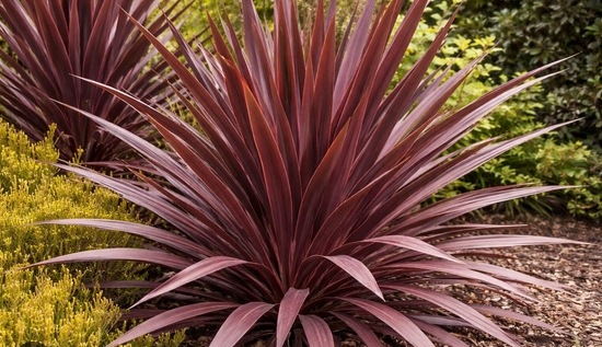 Kordylina australijska 'Red Star' Cordyline - sadzonka - obrazek 2
