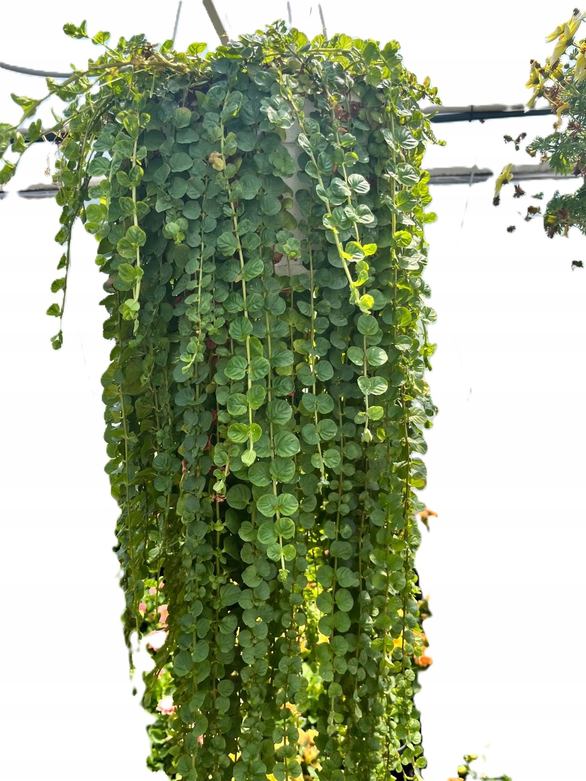 Tojeść Zielona Lysimachia nummularia - mrozoodporna - wieloletnia bylina - obrazek 6