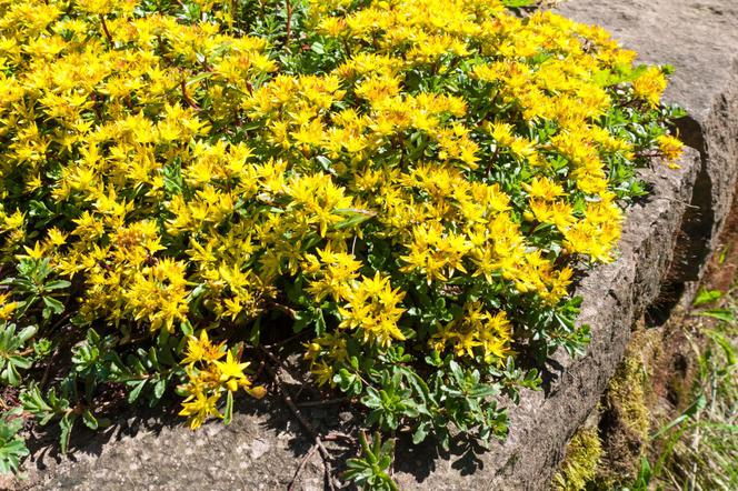 Sedum kamtschaticum Rozchodnik Kamczacki - sadzonka