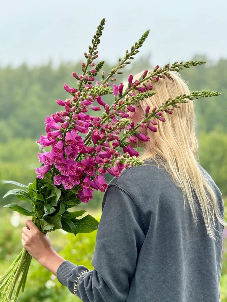 Naparstnica Digitalis purpurea Camelot ROSE - duża sadzonka - obrazek 5