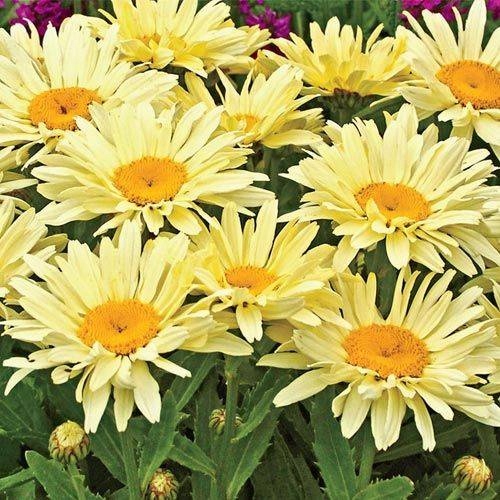 Margaretka Jastrun Macierzanka BANANA CREAM - obrazek 2