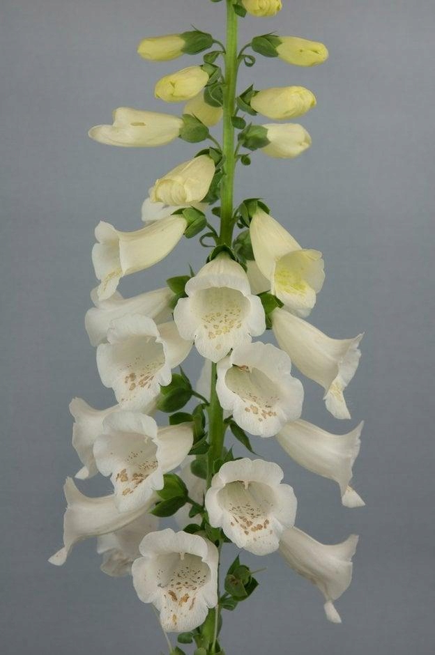 Naparstnica Digitalis purpurea Camelot WHITE - duża sadzonka - obrazek 4