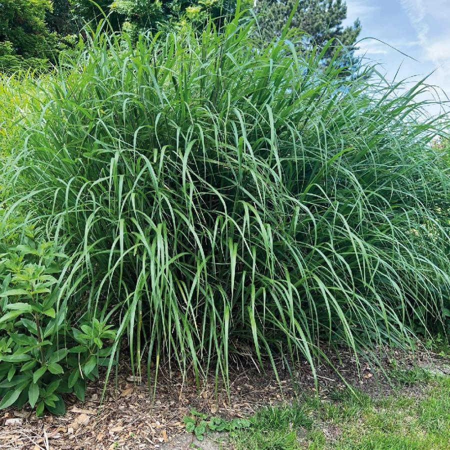 Trawa- Miscanthus DAVID - obrazek 5