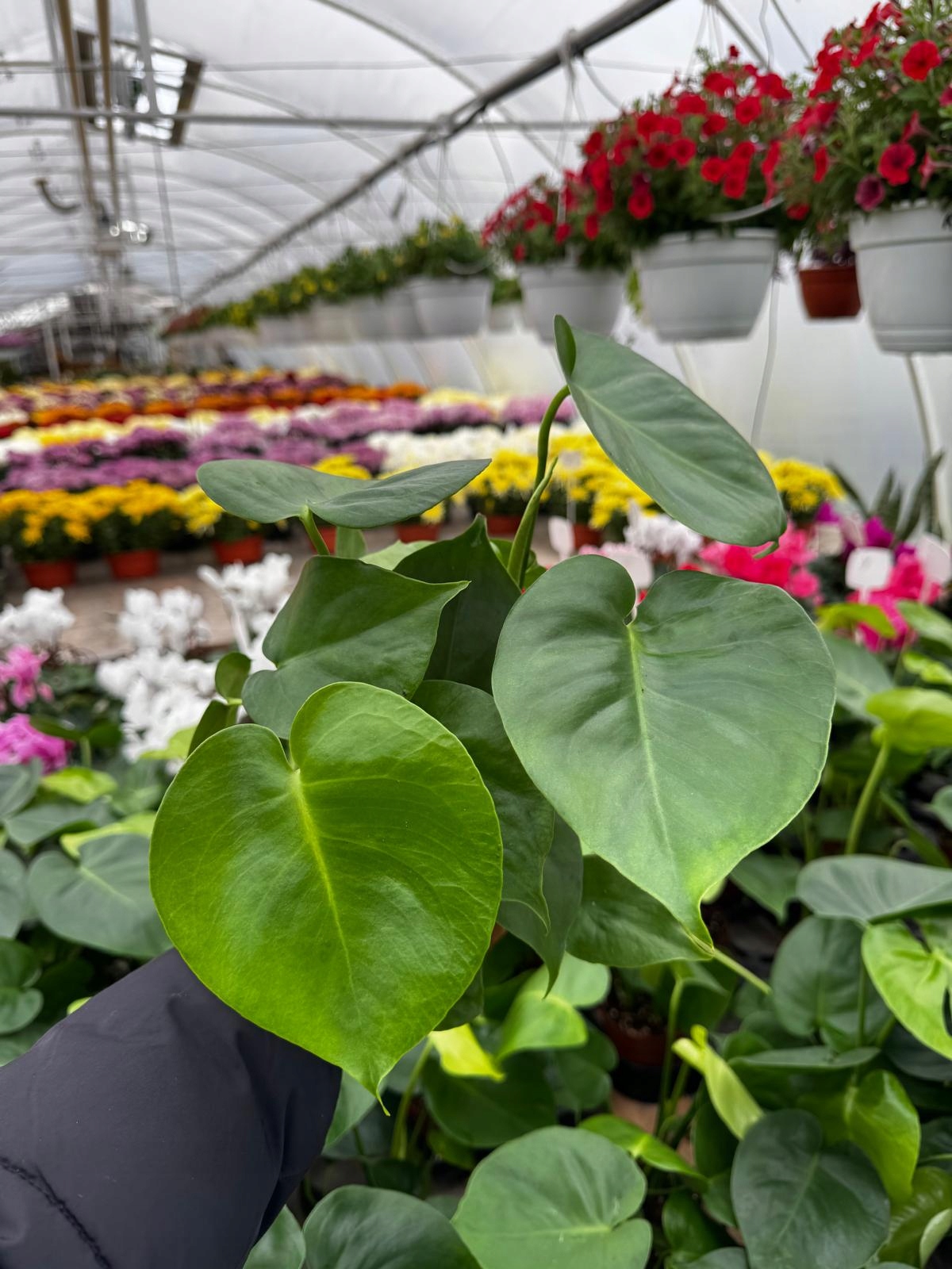 Monstera Deliciosa Monstera Dziurawa - roślina domowa - sadzonka - obrazek 8