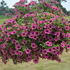 Surfinia Petunia PURPLE GREEN EDGE - sadzonka - obrazek 2