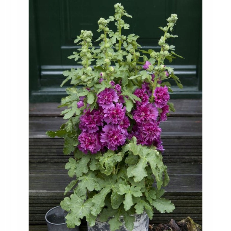 Malwa Purple - duża sadzonka - obrazek 2