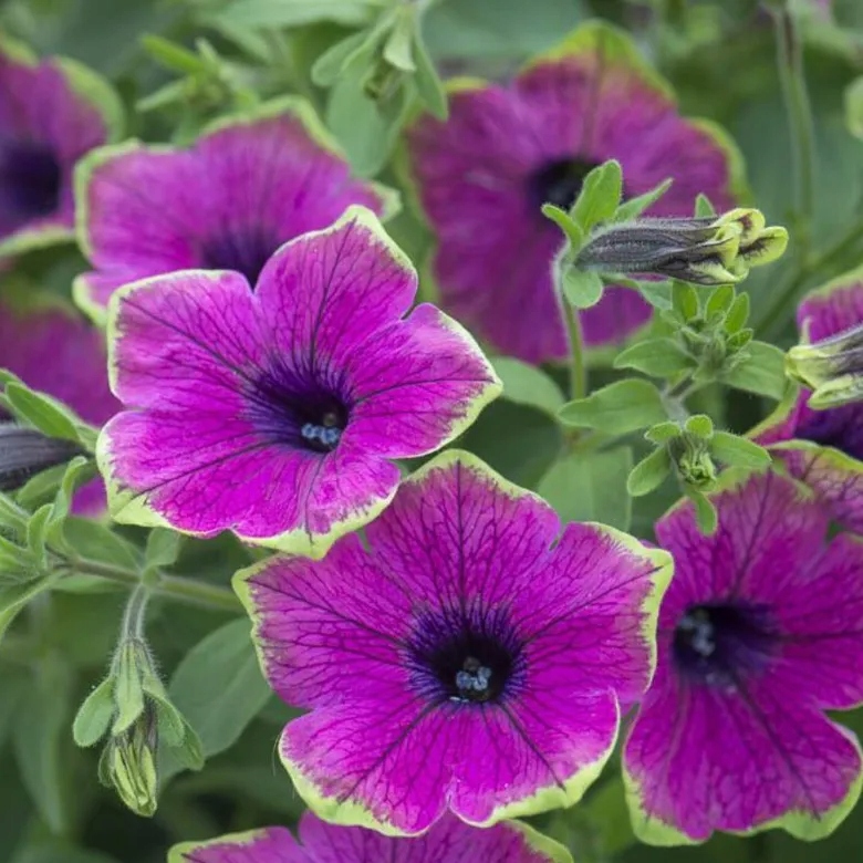 Surfinia Petunia PURPLE GREEN EDGE - sadzonka - obrazek 4
