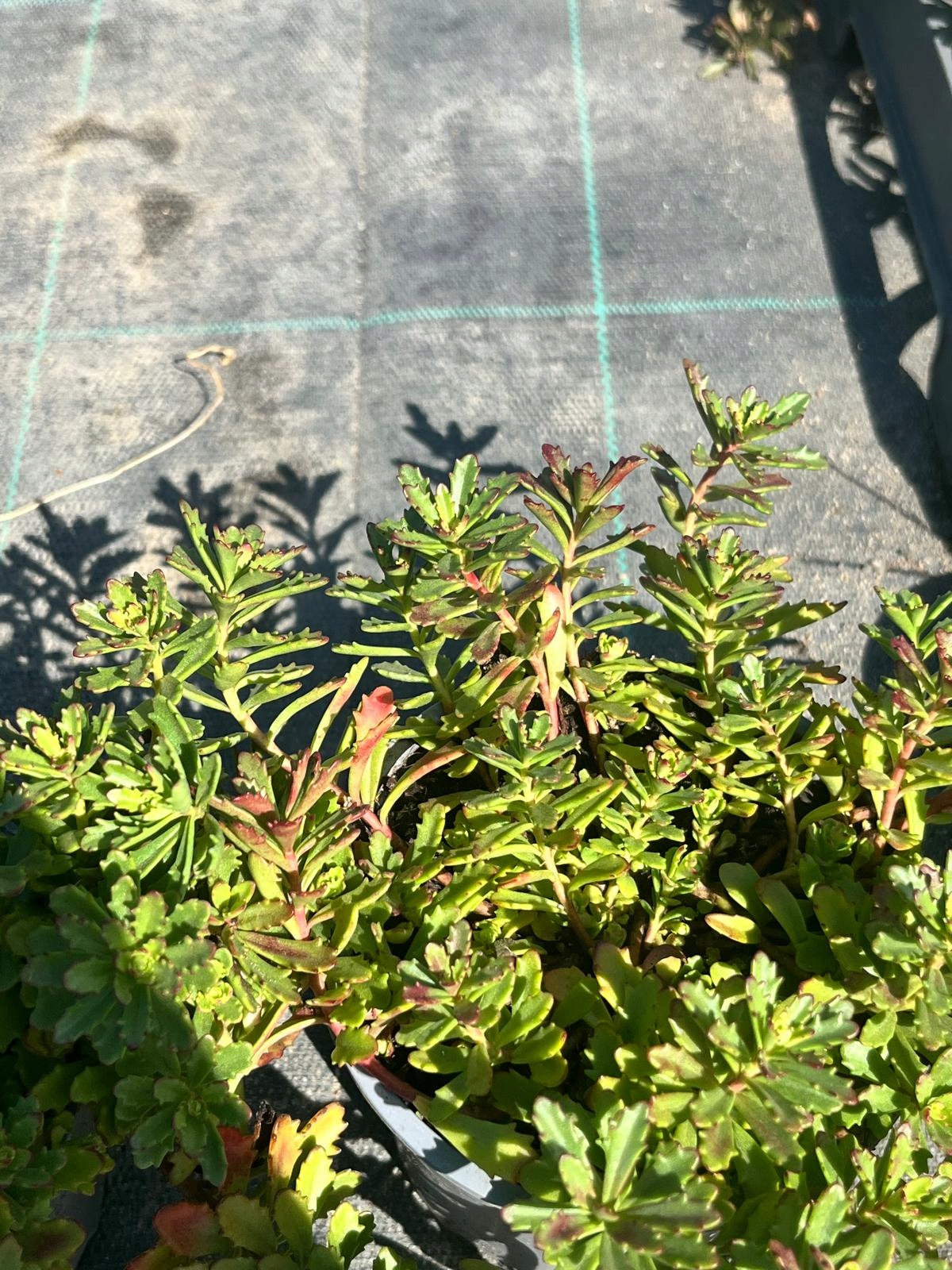 Sedum kamtschaticum Rozchodnik Kamczacki - sadzonka - obrazek 5