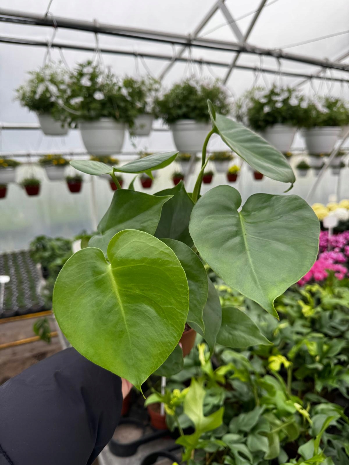 Monstera Deliciosa Monstera Dziurawa - roślina domowa - sadzonka - obrazek 5