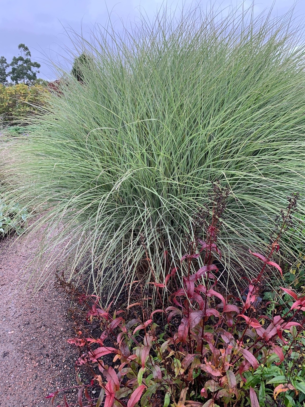 Trawa -Miscanthus MORNING LIGHT - obrazek 5