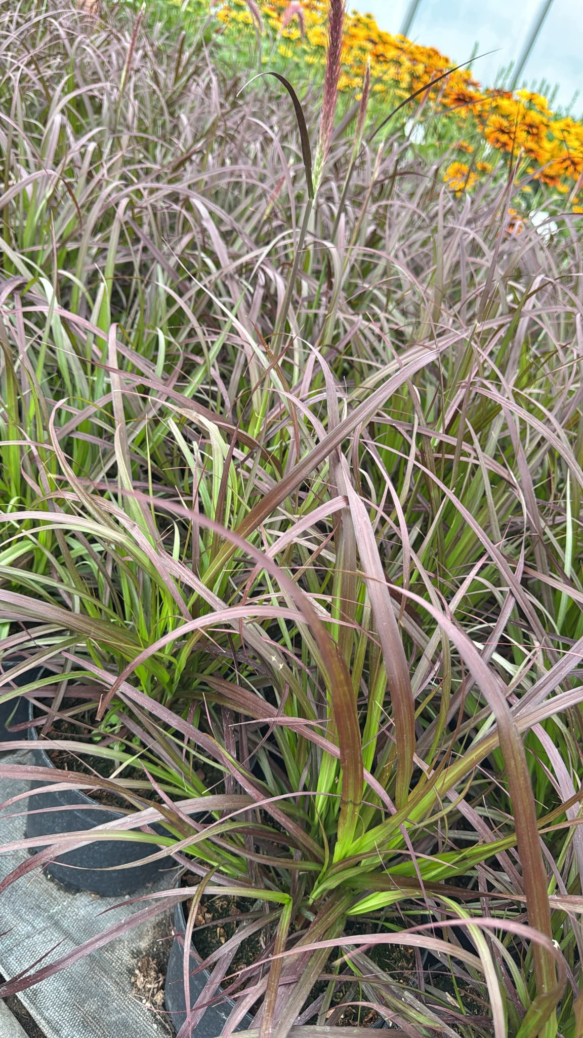 Trawa ozdobna Rozplenica Pennisetum RUBRUM - duża sadzonka - obrazek 4