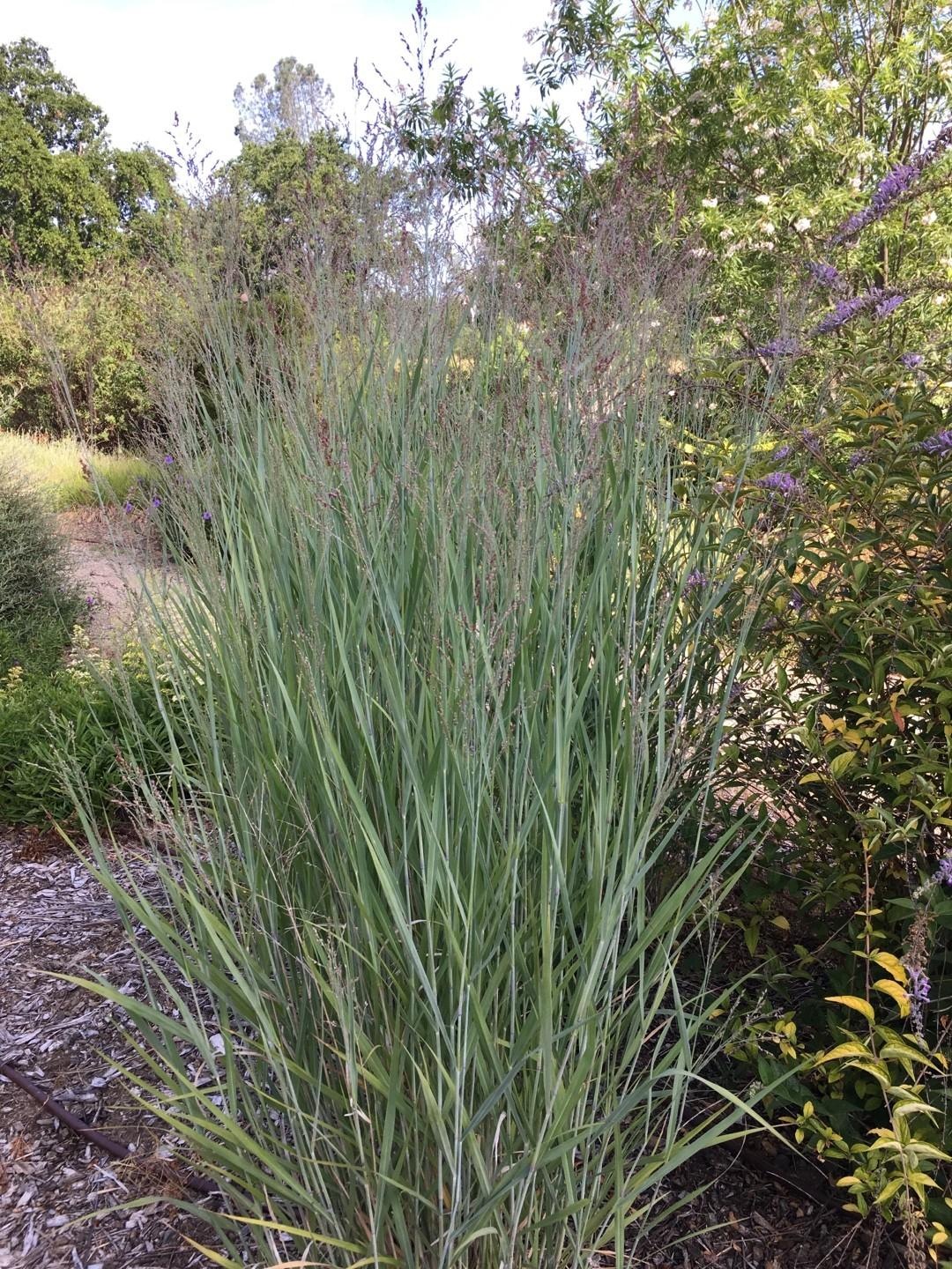 Trawa -Panicum HEAVY METAL - obrazek 3