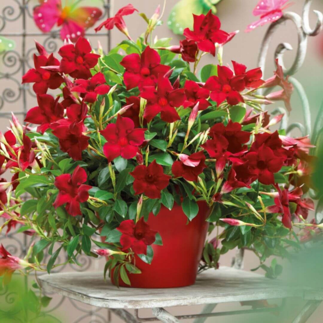 Sundavilla Mandevilla Dipladenia Classic DARK RED - sadzonka