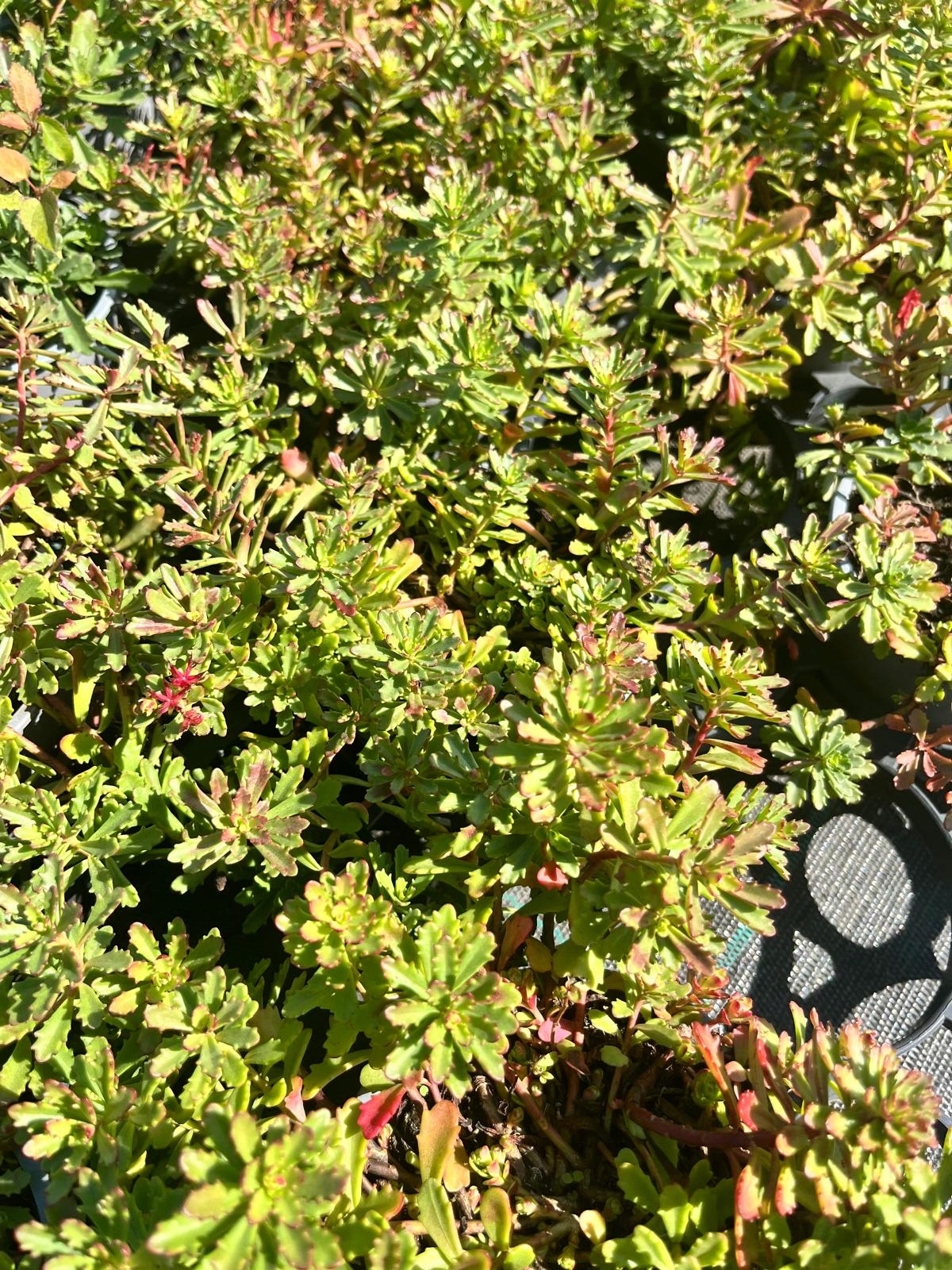 Sedum kamtschaticum Rozchodnik Kamczacki - sadzonka - obrazek 2