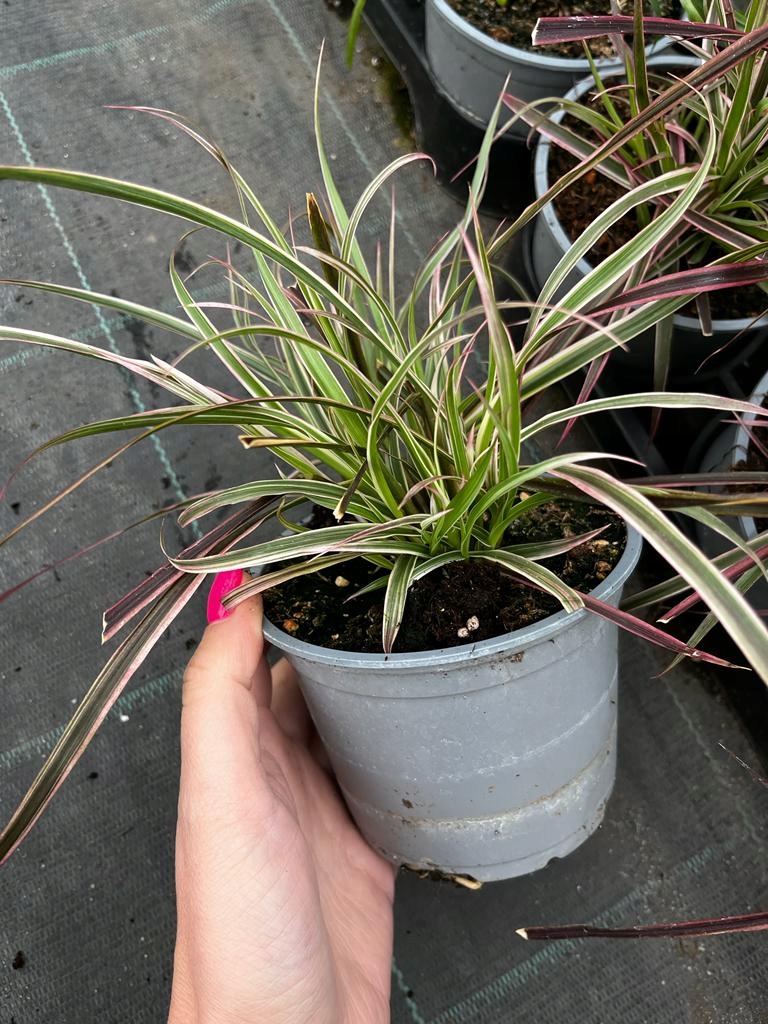 Trawa ozdobna Rozplenica Cherry Sparkler - sadzonka - obrazek 3