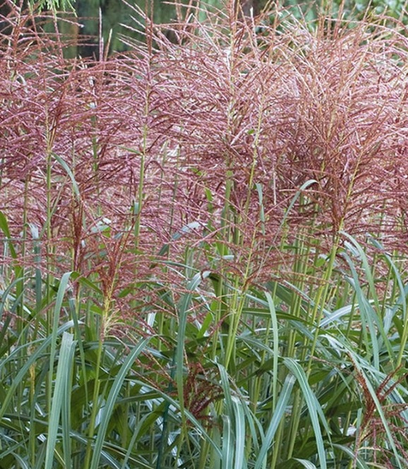 Trawa- Miscanthus DAVID - obrazek 7